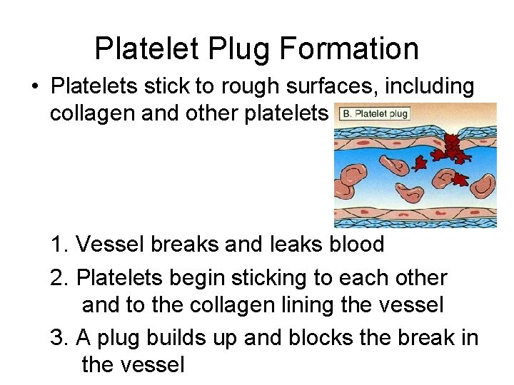Platelet Plug Formation • Platelets stick to rough surfaces, including collagen and other platelets
