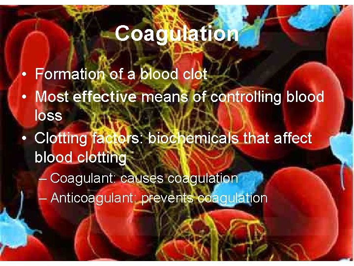Coagulation • Formation of a blood clot • Most effective means of controlling blood