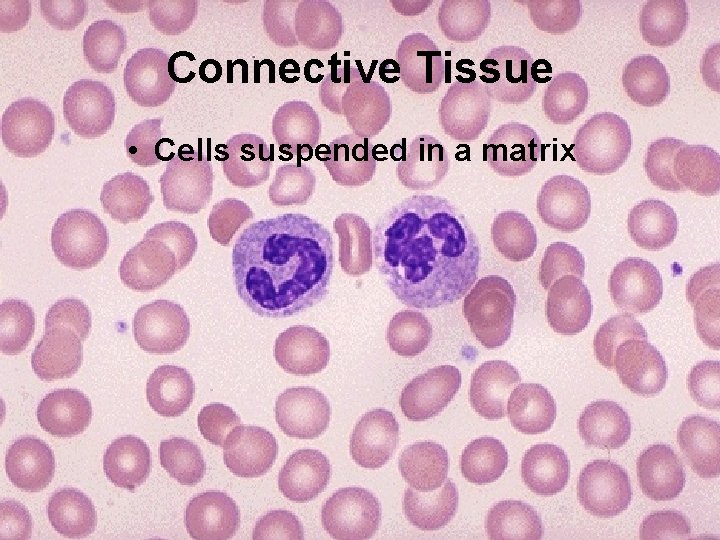 Connective Tissue • Cells suspended in a matrix 