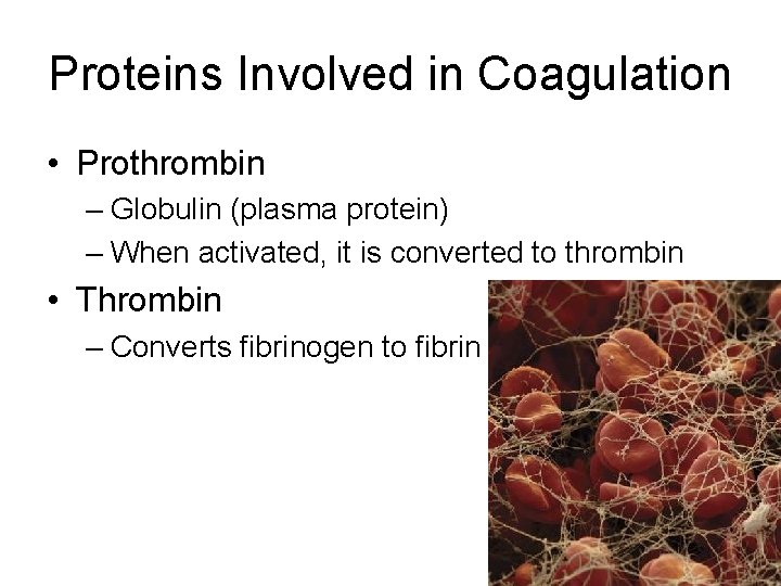 Proteins Involved in Coagulation • Prothrombin – Globulin (plasma protein) – When activated, it