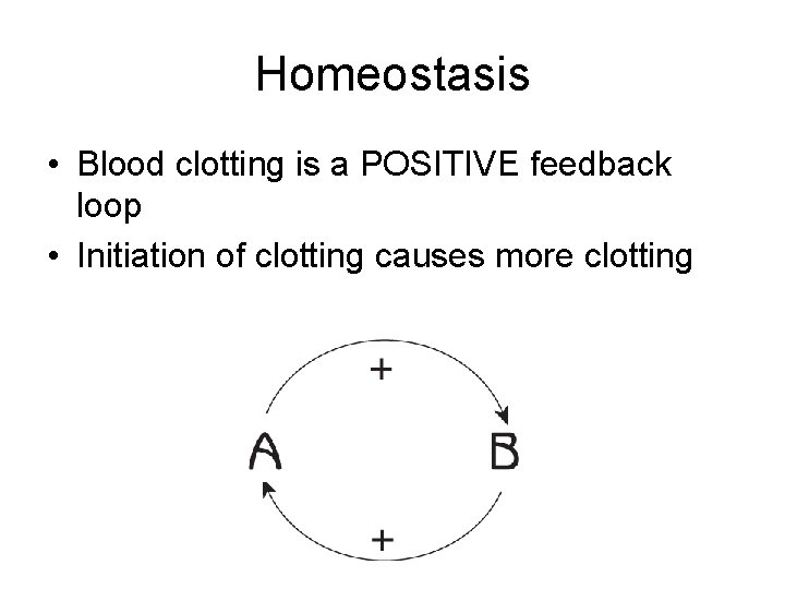 Homeostasis • Blood clotting is a POSITIVE feedback loop • Initiation of clotting causes