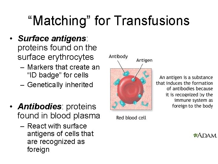 “Matching” for Transfusions • Surface antigens: proteins found on the surface erythrocytes – Markers