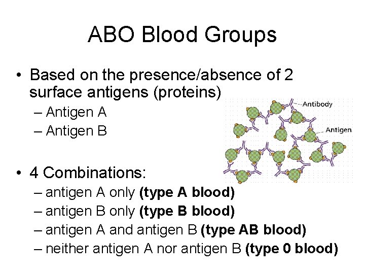 ABO Blood Groups • Based on the presence/absence of 2 surface antigens (proteins) –