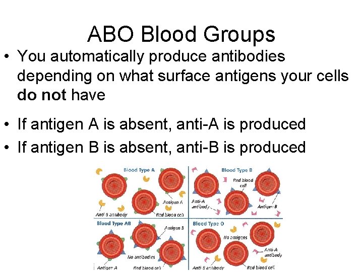 ABO Blood Groups • You automatically produce antibodies depending on what surface antigens your