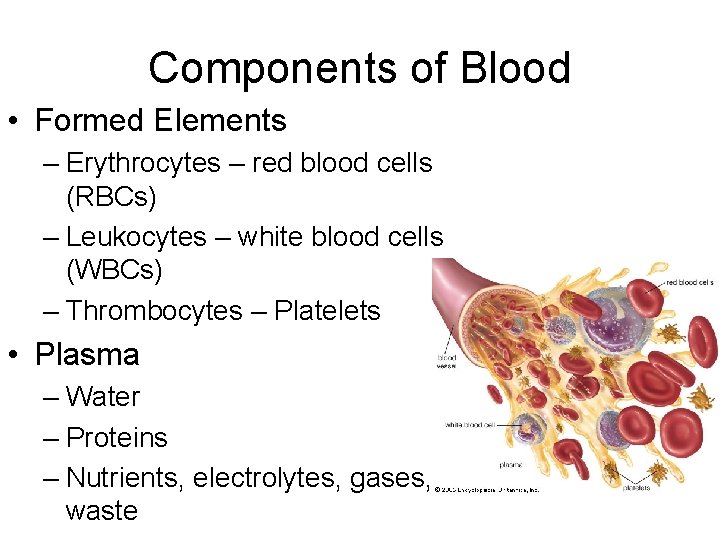Components of Blood • Formed Elements – Erythrocytes – red blood cells (RBCs) –