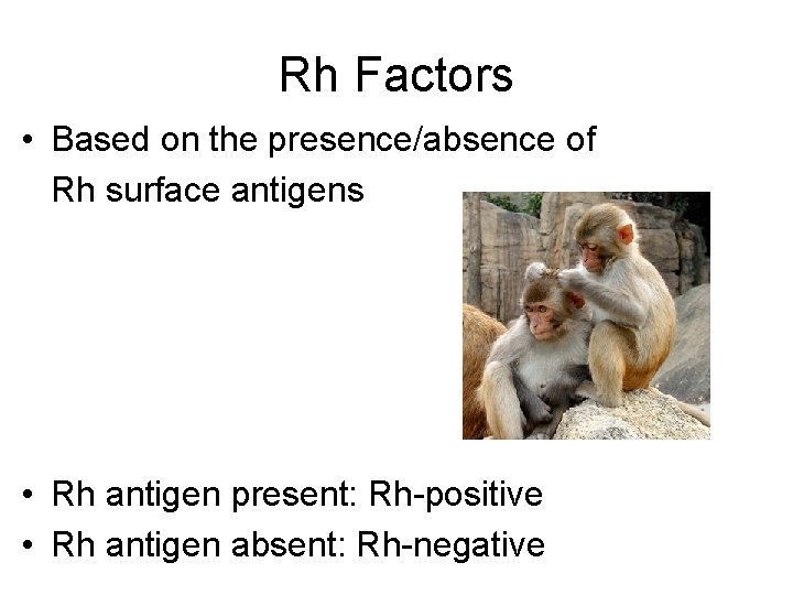 Rh Factors • Based on the presence/absence of Rh surface antigens • Rh antigen