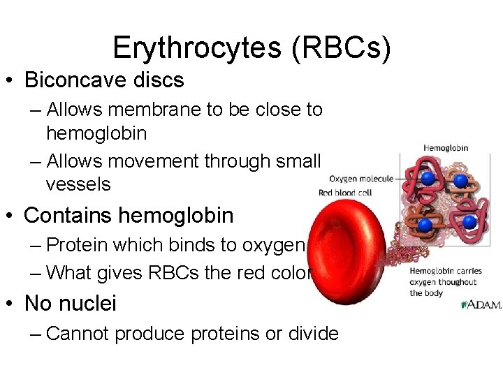 Erythrocytes (RBCs) • Biconcave discs – Allows membrane to be close to hemoglobin –