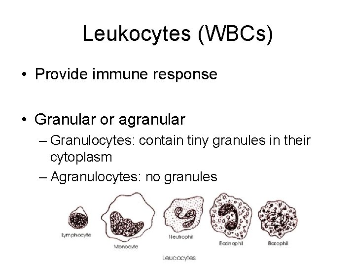 Leukocytes (WBCs) • Provide immune response • Granular or agranular – Granulocytes: contain tiny