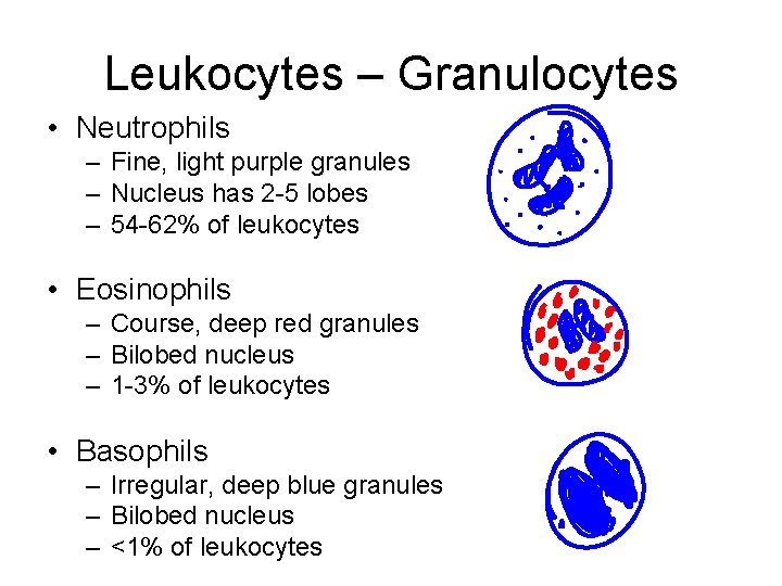 Leukocytes – Granulocytes • Neutrophils – Fine, light purple granules – Nucleus has 2