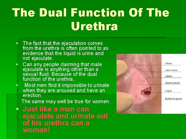 The Dual Function Of The Urethra § The fact that the ejaculation comes from