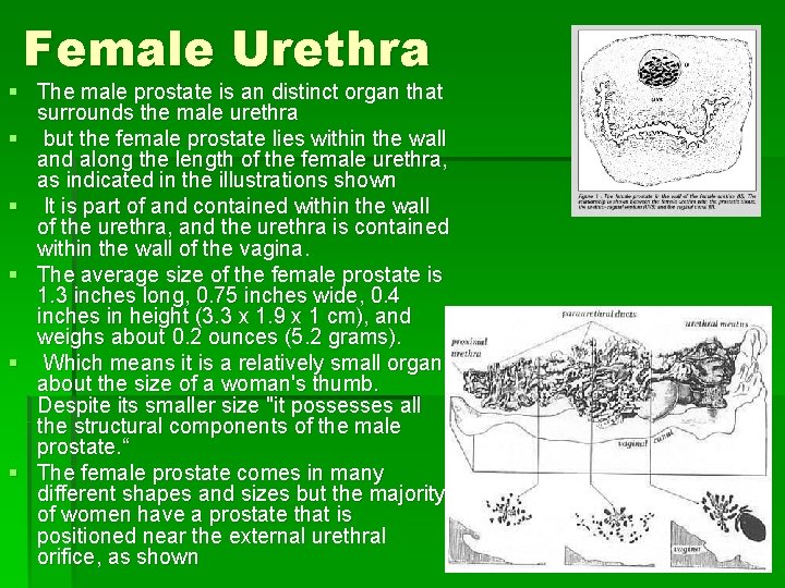 Female Urethra § The male prostate is an distinct organ that surrounds the male