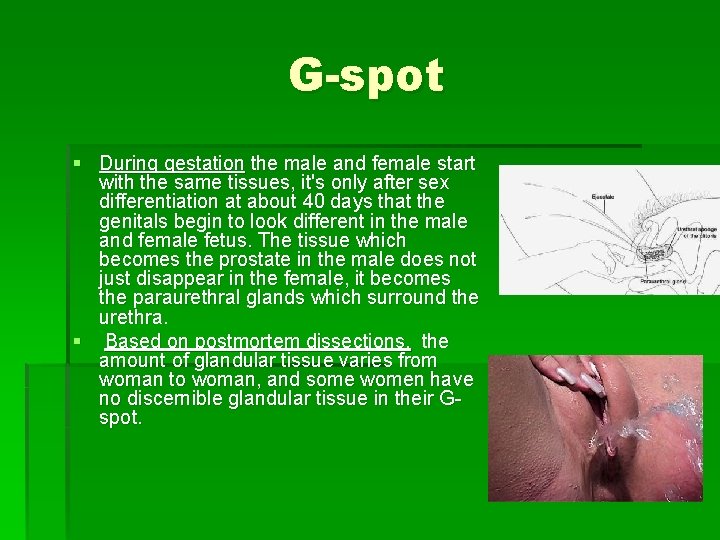 G-spot § During gestation the male and female start with the same tissues, it's