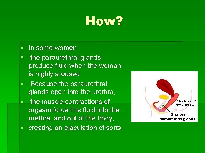 How? § In some women § the paraurethral glands produce fluid when the woman