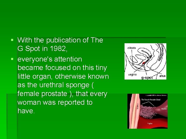 § With the publication of The G Spot in 1982, § everyone's attention became
