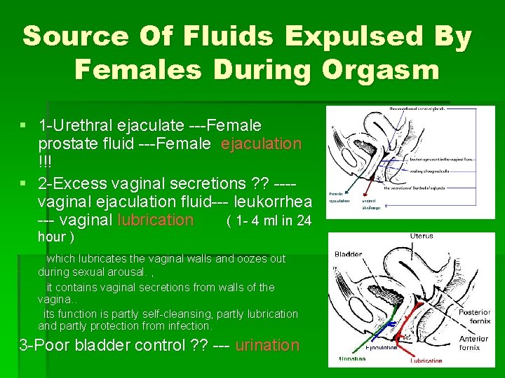 Source Of Fluids Expulsed By Females During Orgasm § 1 -Urethral ejaculate ---Female prostate