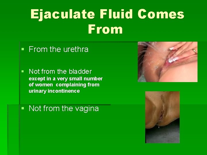 Ejaculate Fluid Comes From § From the urethra § Not from the bladder except