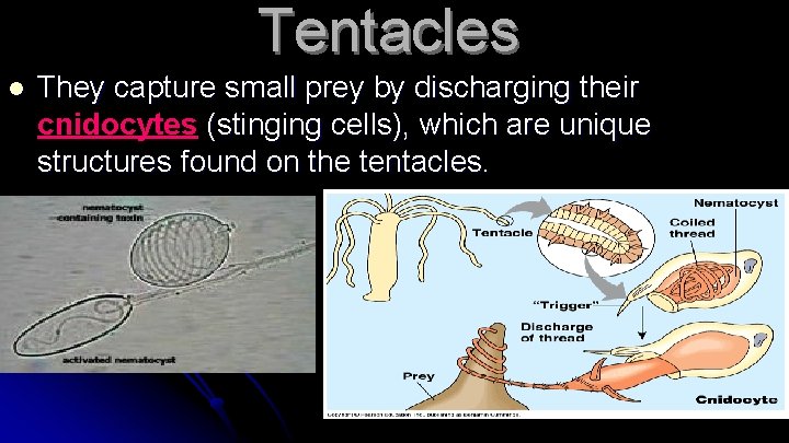 Tentacles l They capture small prey by discharging their cnidocytes (stinging cells), which are