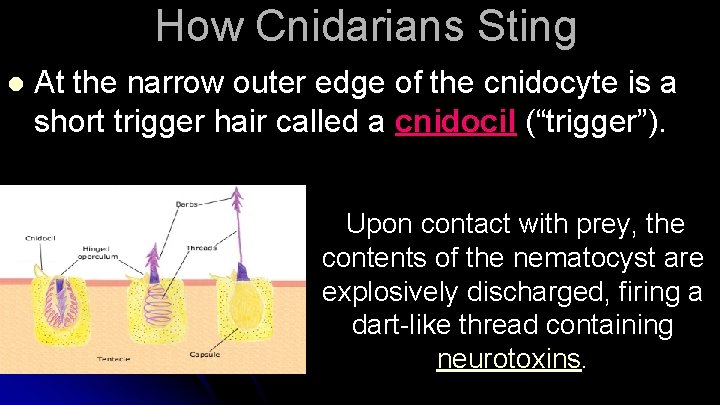 How Cnidarians Sting l At the narrow outer edge of the cnidocyte is a
