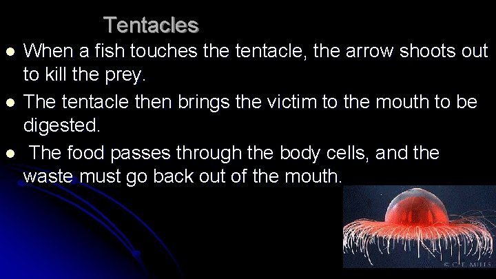 Tentacles l l l When a fish touches the tentacle, the arrow shoots out