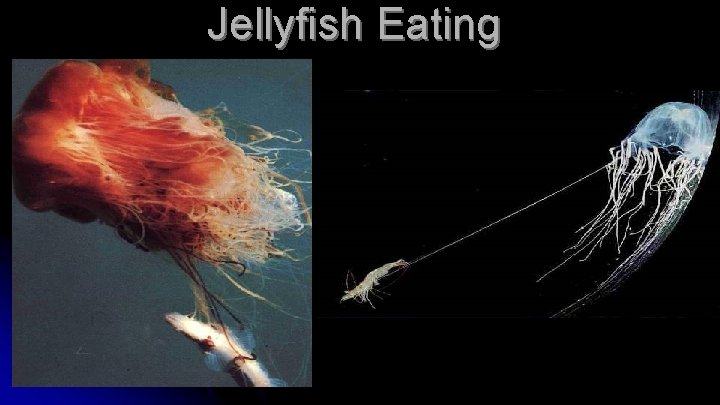 Jellyfish Eating 