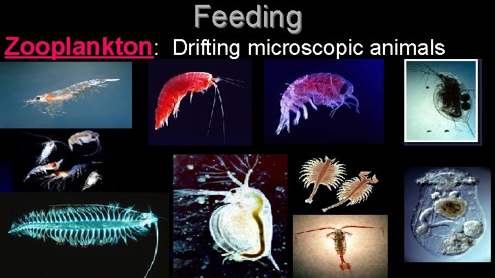Feeding Zooplankton: Drifting microscopic animals 