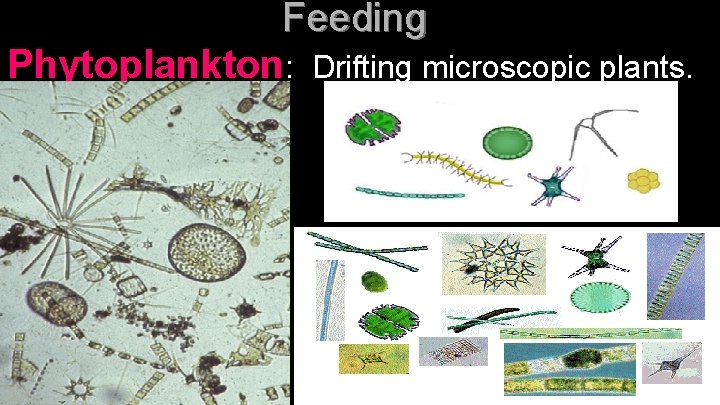 Feeding Phytoplankton: Drifting microscopic plants. 
