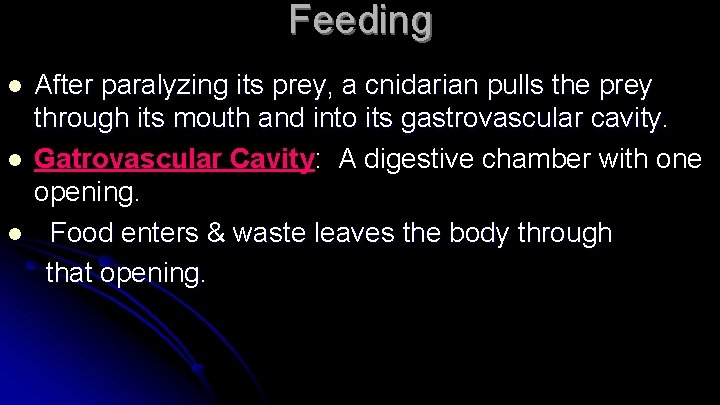 Feeding l l l After paralyzing its prey, a cnidarian pulls the prey through