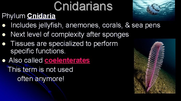 Cnidarians Phylum Cnidaria l Includes jellyfish, anemones, corals, & sea pens l Next level