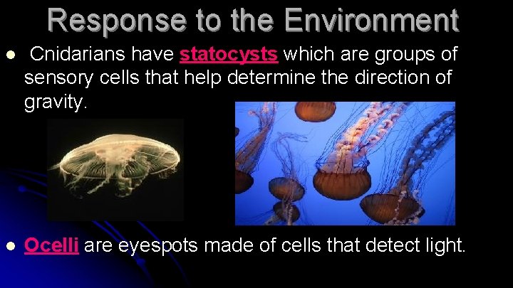 Response to the Environment l Cnidarians have statocysts which are groups of sensory cells