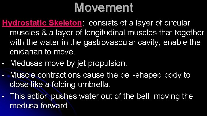 Movement Hydrostatic Skeleton: consists of a layer of circular muscles & a layer of