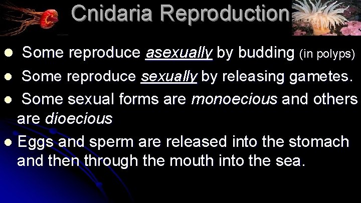 Cnidaria Reproduction l Some reproduce asexually by budding (in polyps) Some reproduce sexually by