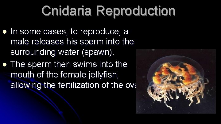 Cnidaria Reproduction l l In some cases, to reproduce, a male releases his sperm
