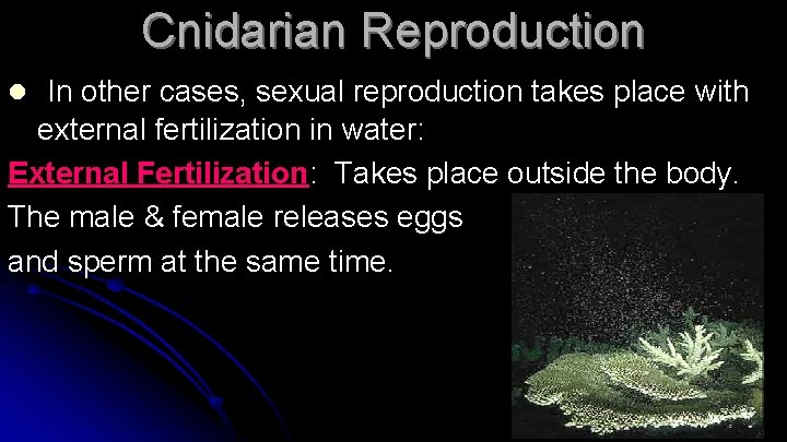 Cnidarian Reproduction l In other cases, sexual reproduction takes place with external fertilization in
