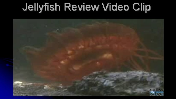 Jellyfish Review Video Clip 