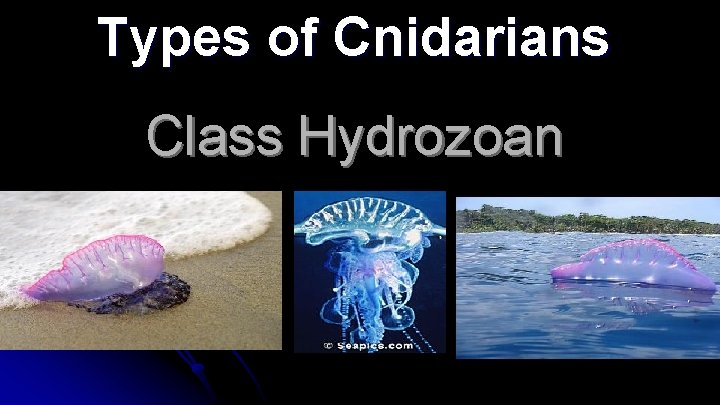 Types of Cnidarians Class Hydrozoan 