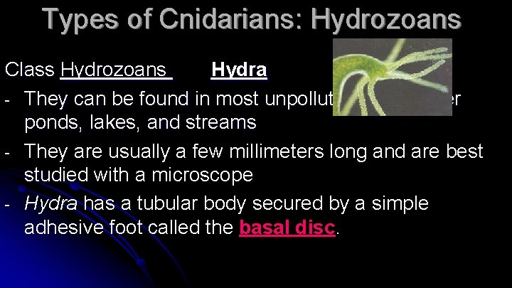 Types of Cnidarians: Hydrozoans Class Hydrozoans Hydra - They can be found in most
