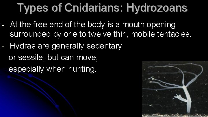 Types of Cnidarians: Hydrozoans - At the free end of the body is a