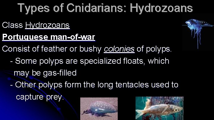 Types of Cnidarians: Hydrozoans Class Hydrozoans Portuguese man-of-war Consist of feather or bushy colonies