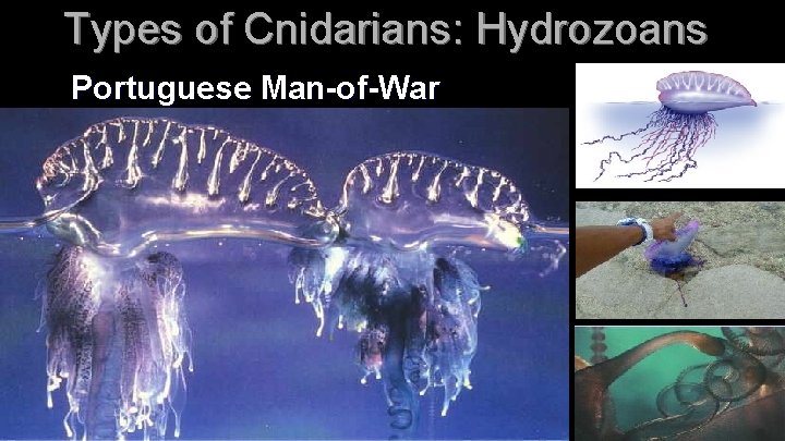 Types of Cnidarians: Hydrozoans Portuguese Man-of-War 
