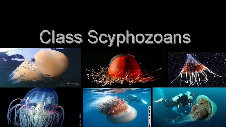 Class Scyphozoans 