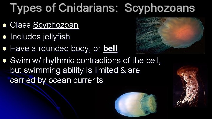 Types of Cnidarians: Scyphozoans l l Class Scyphozoan Includes jellyfish Have a rounded body,