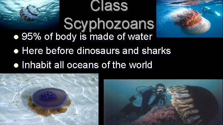 Class Scyphozoans 95% of body is made of water l Here before dinosaurs and