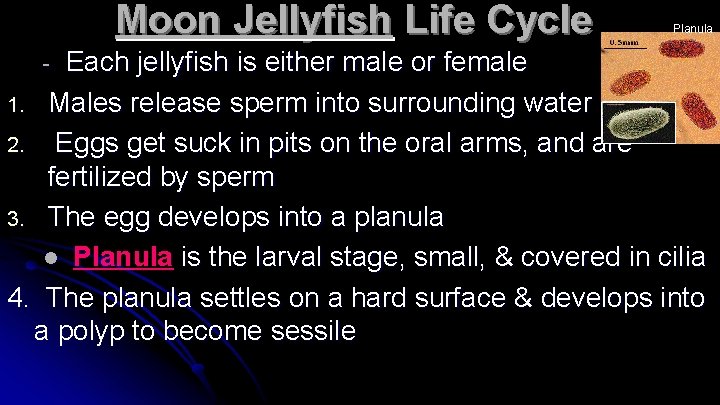 Moon Jellyfish Life Cycle Planula Each jellyfish is either male or female 1. Males