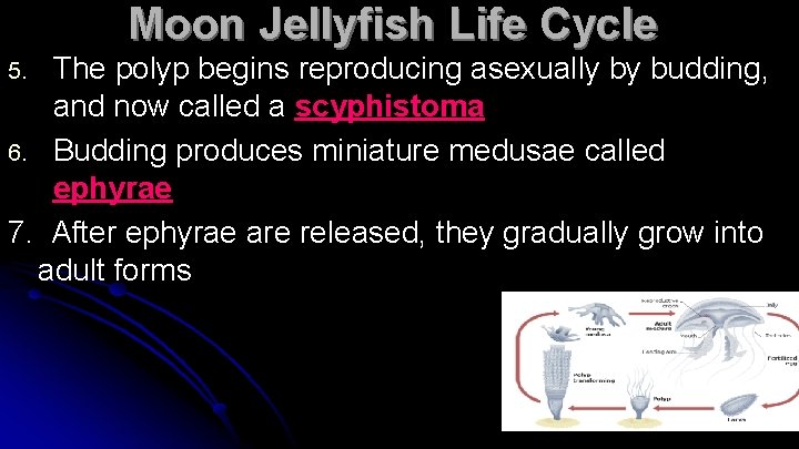 Moon Jellyfish Life Cycle The polyp begins reproducing asexually by budding, and now called