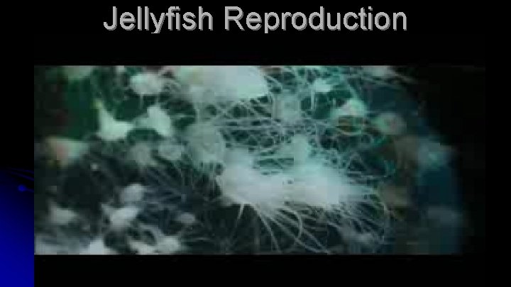 Jellyfish Reproduction 