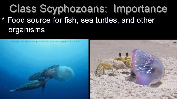 Class Scyphozoans: Importance * Food source for fish, sea turtles, and other organisms 