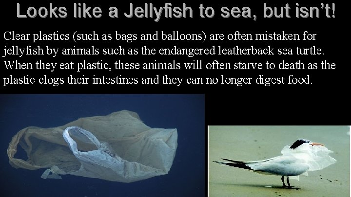Looks like a Jellyfish to sea, but isn’t! Clear plastics (such as bags and