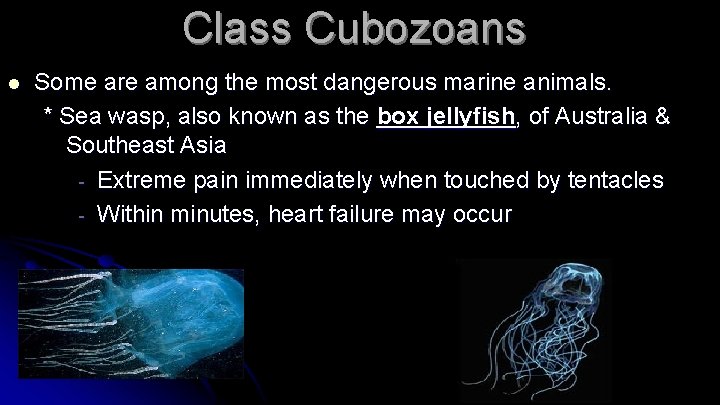 Class Cubozoans l Some are among the most dangerous marine animals. * Sea wasp,