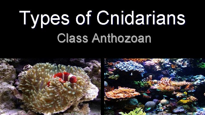 Types of Cnidarians Class Anthozoan 