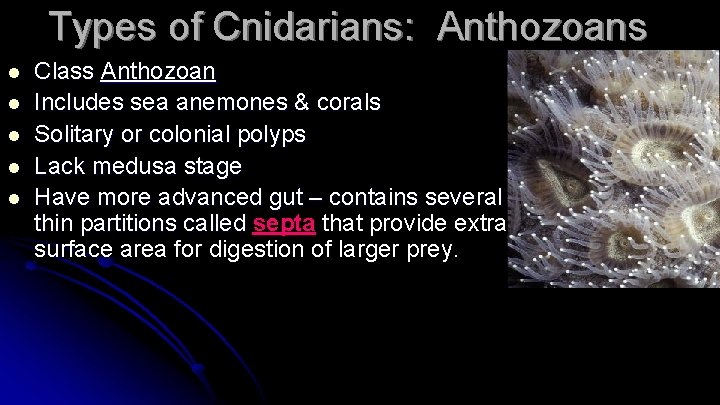 Types of Cnidarians: Anthozoans l l l Class Anthozoan Includes sea anemones & corals